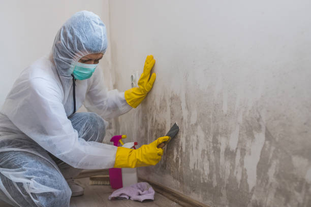 Trusted Edgerton, WI Mold Remediation Experts